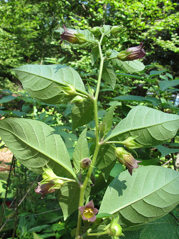 ľuľkovec zlomocný Atropa bella-donna L.