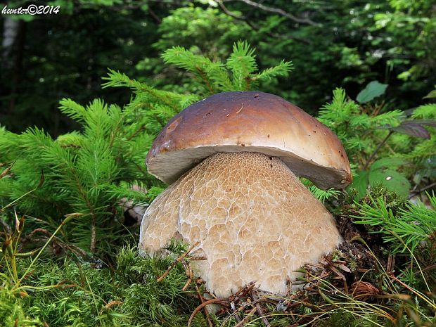 hríb smrekový Boletus edulis Bull.