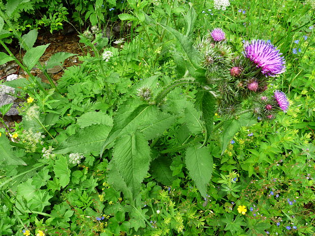 bodliak lopúchovitý Carduus personata (L.) Jacq.