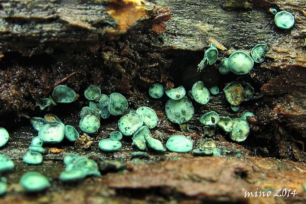 zelenica Chlorociboria sp.