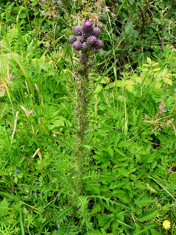 pichliač močiarny Cirsium palustre (L.) Scop.