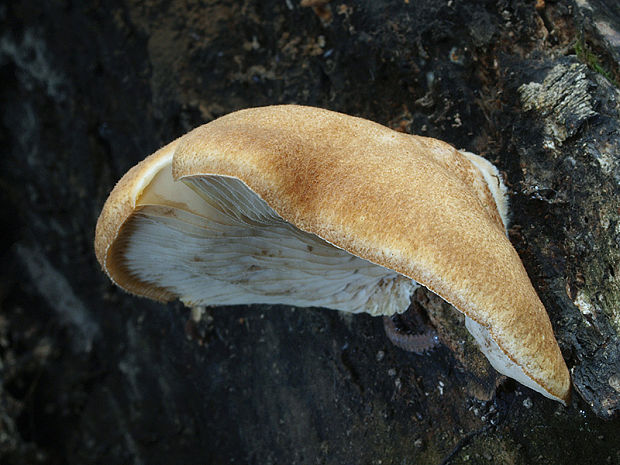 pahliva šafranová Crepidotus crocophyllus (Berk.) Sacc.