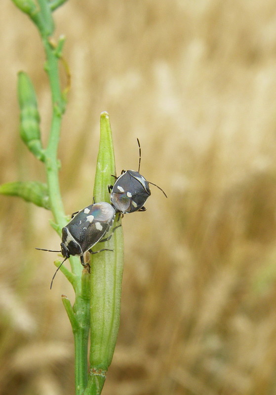 bzdocha kapustova Eurydema oleraceum