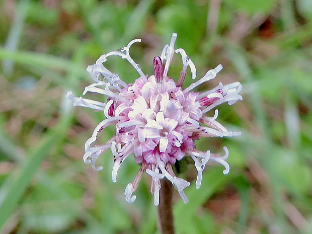 podbelica alpínska Homogyne alpina (L.) Cass.