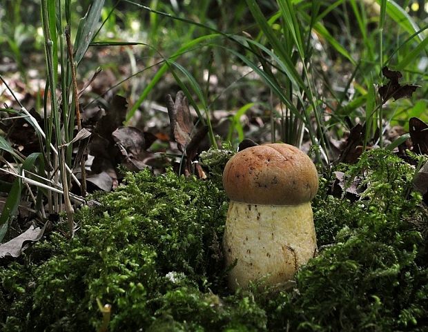 kozák žltopórový Leccinellum crocipodium (Letell.) Della Maggiora & Trassinelli