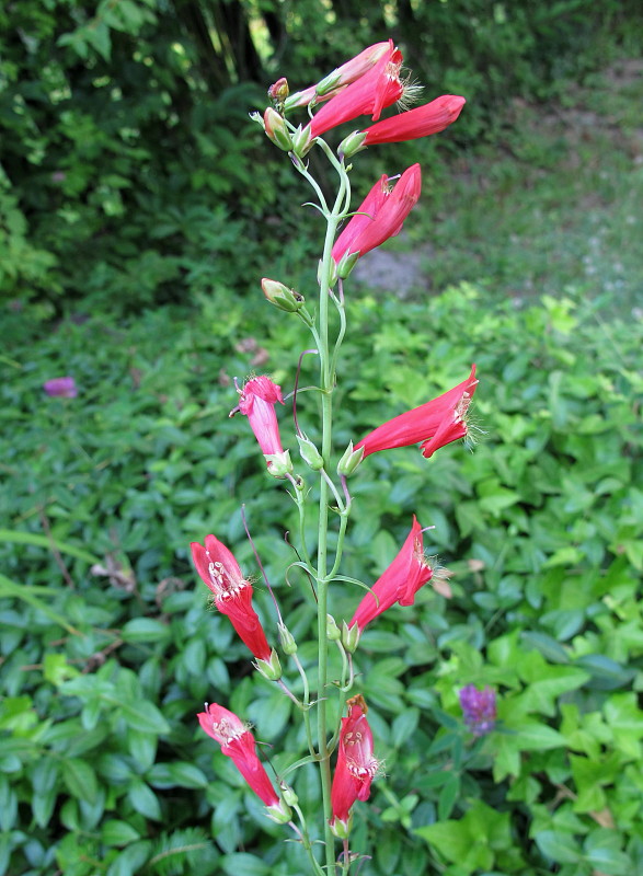 Penstemon barbatus Coccineus