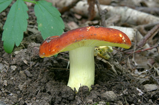 plávka zlatožltá Russula aurea Pers.