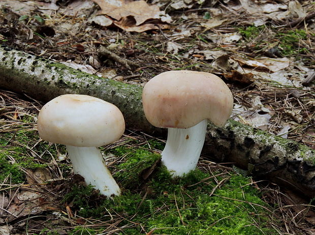 plávka mandľová Russula vesca Fr.