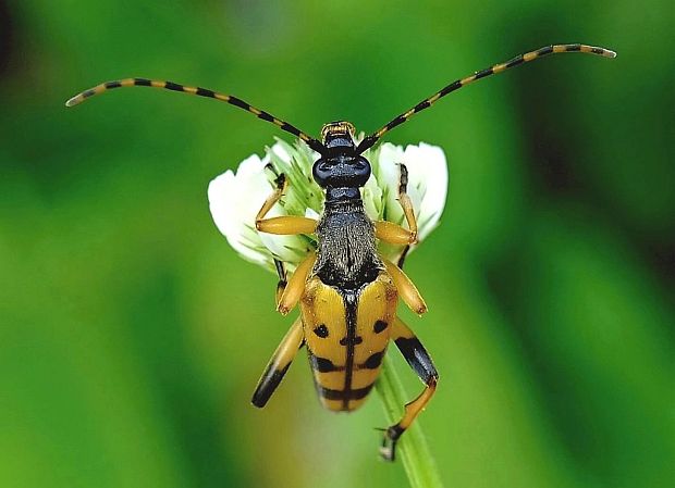 fuzáč škvrnitý Rutpela maculata