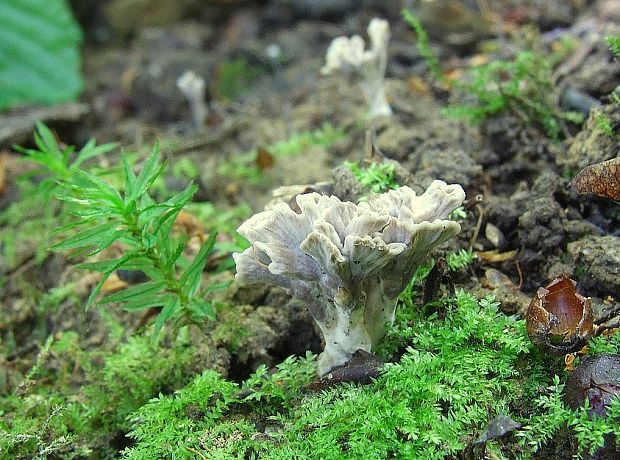 plesňovka Thelephora sp.