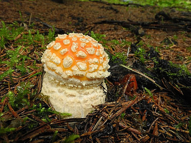 muchotrávka červená Amanita muscaria (L.) Lam.