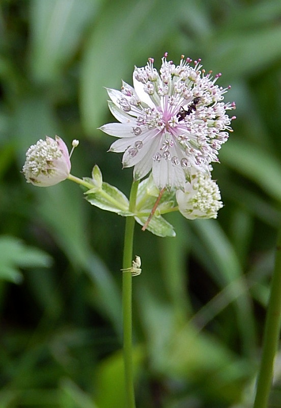 jarmanka väčšia Astrantia major L.