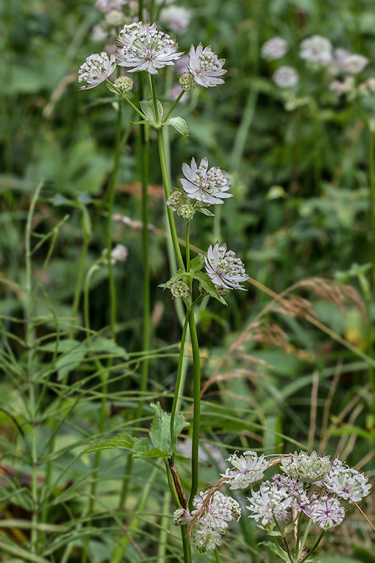 jarmanka väčšia Astrantia major L.