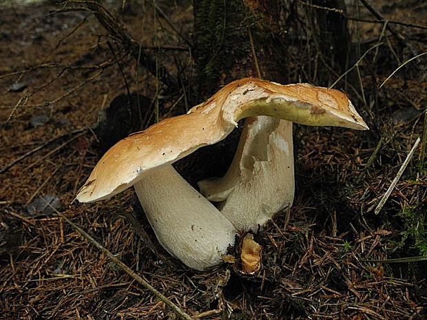 hríb smrekový Boletus edulis Bull.