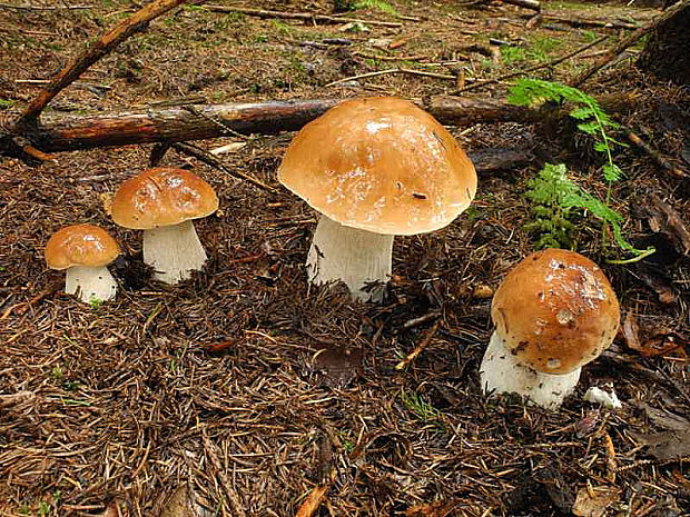 hríb smrekový Boletus edulis Bull.