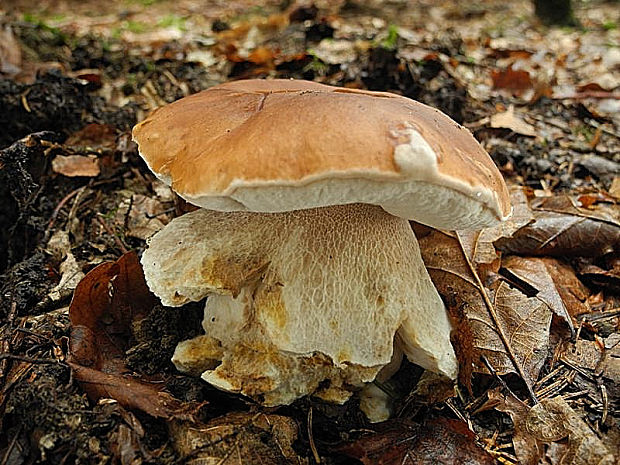 hríb smrekový Boletus edulis Bull.