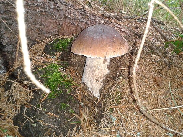 hríb smrekový Boletus edulis Bull.