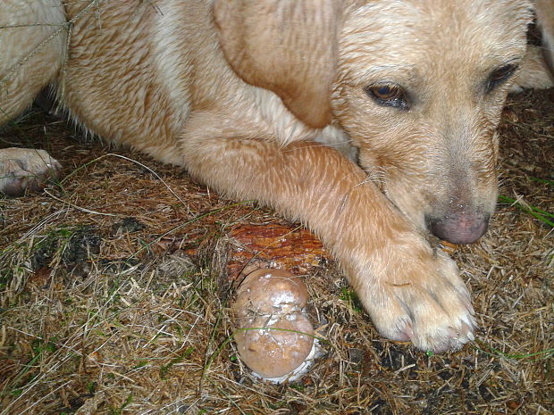 hríb smrekový Boletus edulis Bull.