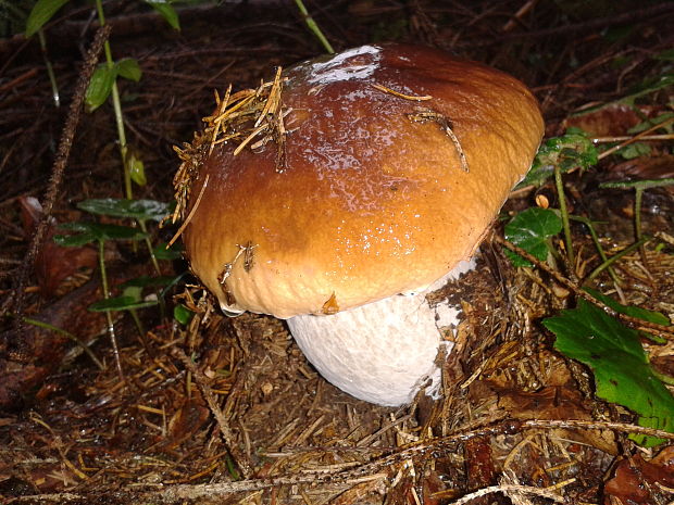 hríb smrekový Boletus edulis Bull.