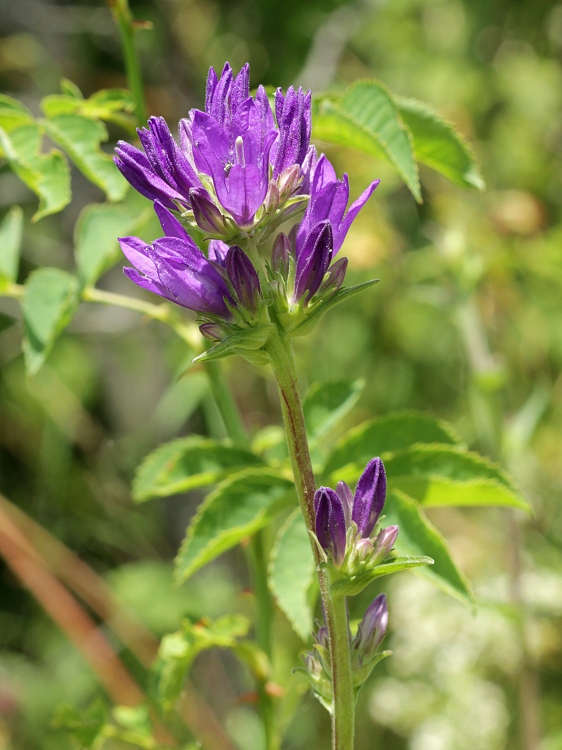 zvonček klbkatý Campanula glomerata agg. L.