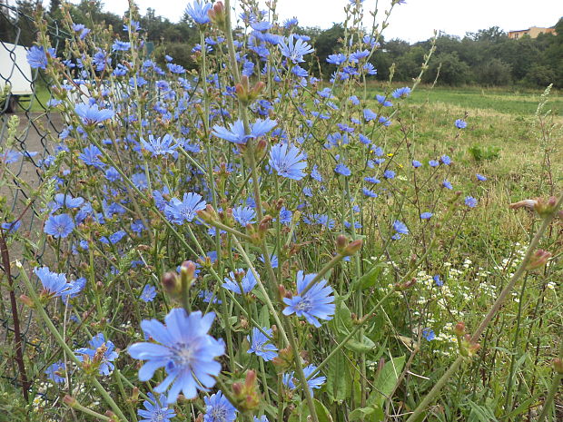 čakanka obyčajná Cichorium intybus L.