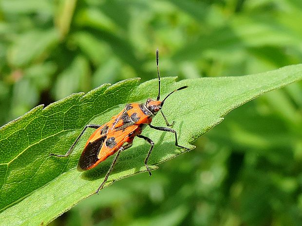 obrubnica červená / vroubenkovka červená Corizus hyoscyami Linnaeus, 1758