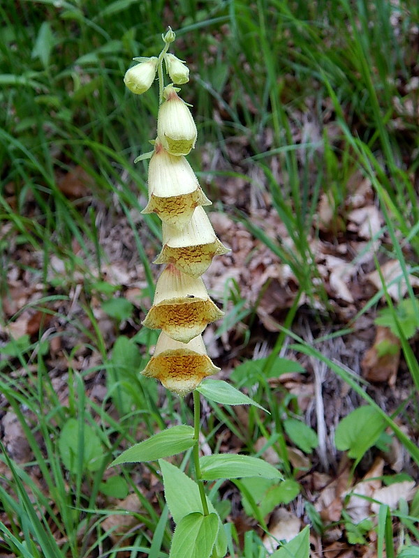 náprstník veľkokvetý Digitalis grandiflora Mill.