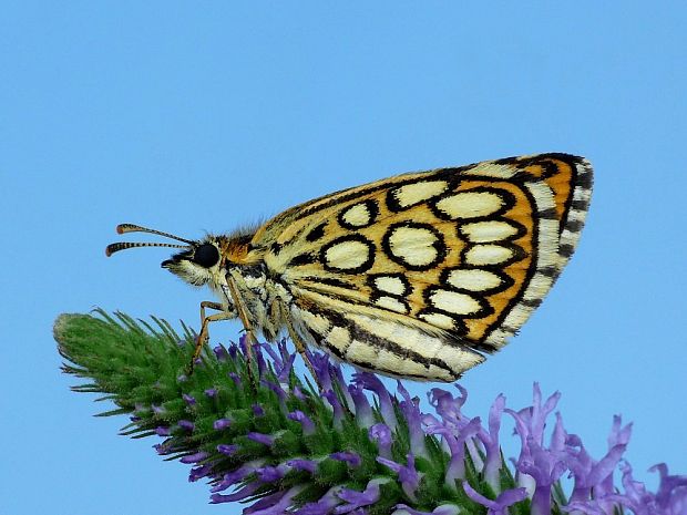 súmračník čiernohnedý (sk) / soumračník černohnědý (cz) Heteropterus morpheus Pallas, 1771