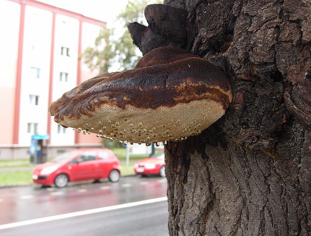 ryšavec srstnatý Inonotus hispidus (Bull.) P. Karst.