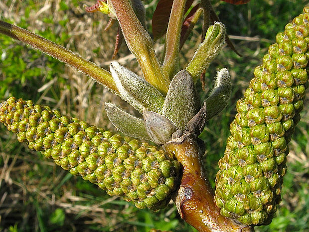 orech kráľovský Juglans regia L.