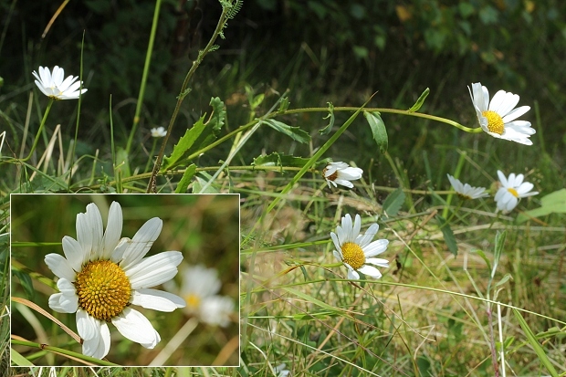 margaréta biela Leucanthemum vulgare Lam.