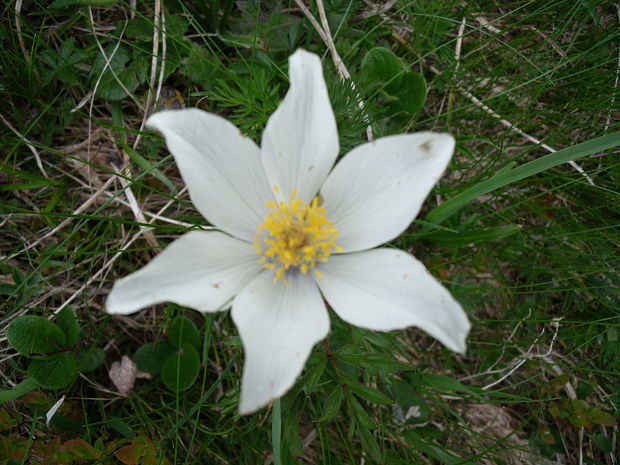 poniklec biely Pulsatilla scherfelii (Ullepitsch) Skalický