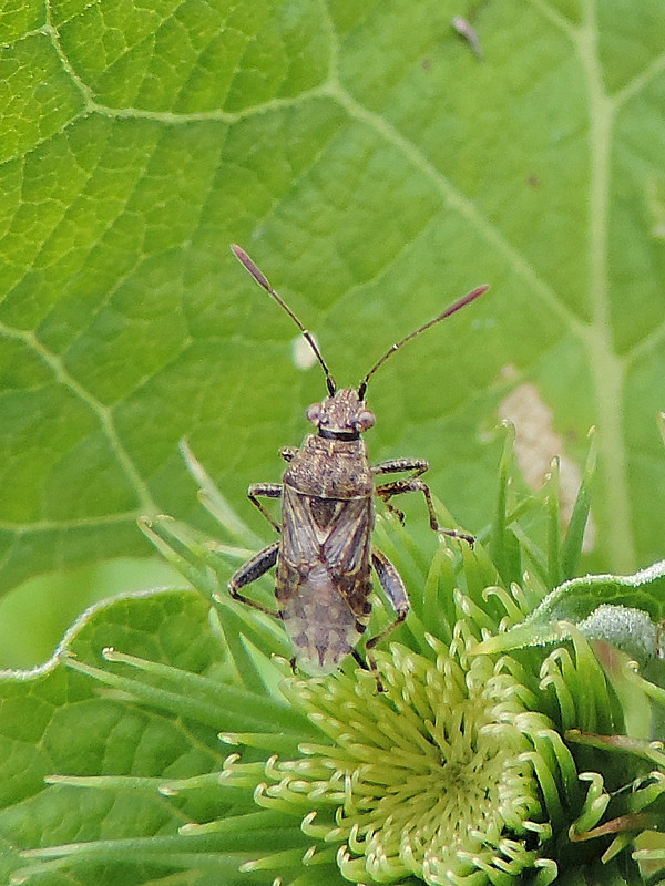 obrubnica / vroubenkovka obecná Stictopleurus punctatonervosus Goeze, 1778