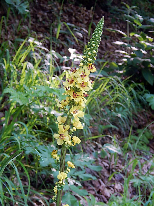 divozel čierny Verbascum nigrum L.