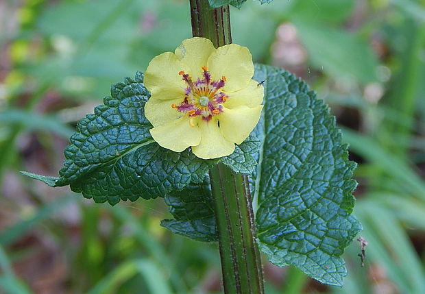 divozel čierny Verbascum nigrum L.