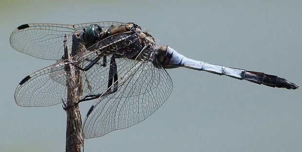 ? ? Orthetrum cancellatum