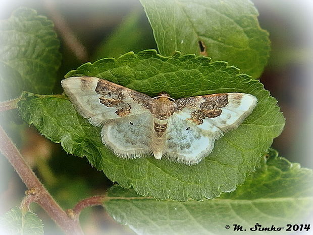 piadica poľná  Idaea rusticata