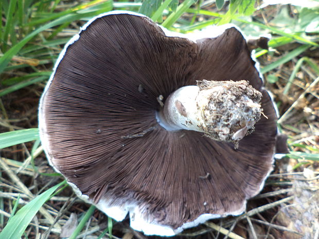 pečiarka Agaricus sp.