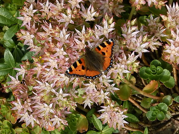 babôčka žihľavová Aglais urticae