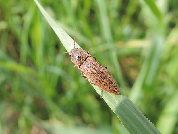 kováčik obilný / kovařík obilní Agriotes lineatus Linnaeus, 1767