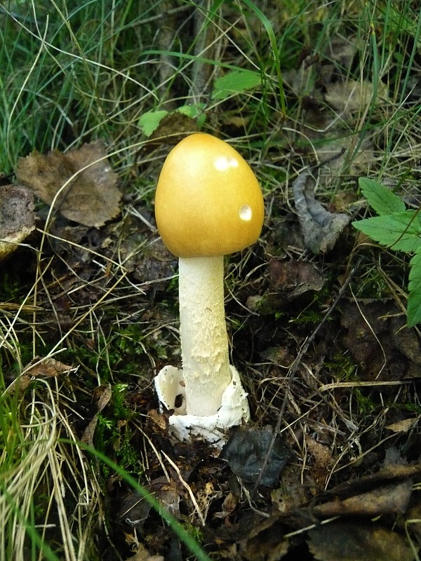 muchotrávka oranžová Amanita crocea (Quél.) Singer