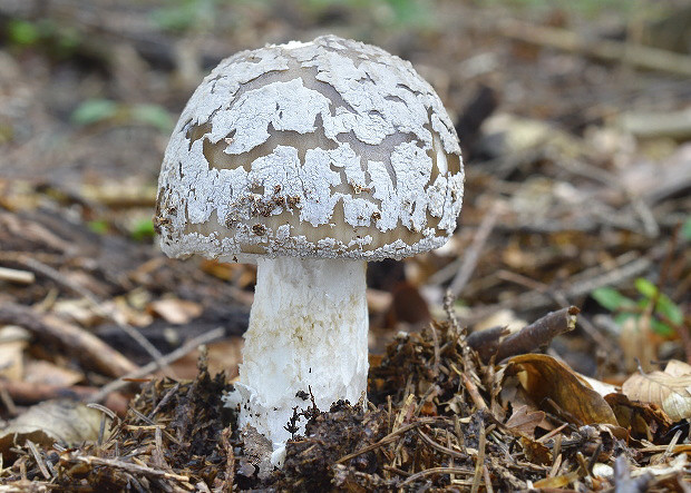 muchotrávka hrubá Amanita excelsa (Fr.) Bertill.