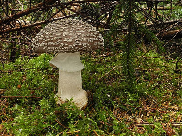 muchotrávka hrubá Amanita excelsa (Fr.) Bertill.