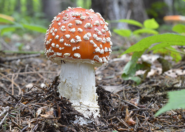 muchotrávka červená Amanita muscaria (L.) Lam.