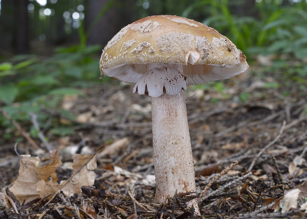 muchotrávka červenkastá Amanita rubescens Pers.