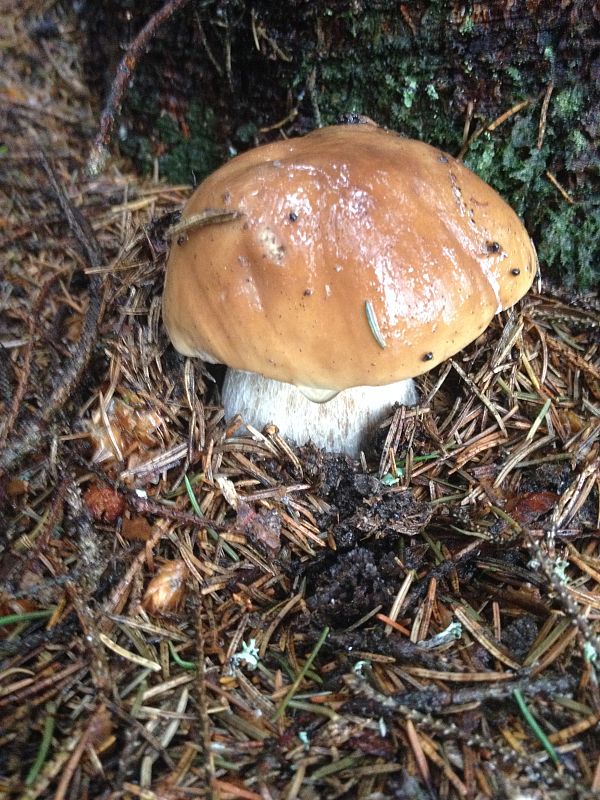 hríb smrekový Boletus edulis Bull.