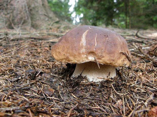 hríb smrekový Boletus edulis Bull.