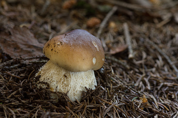 hríb smrekový Boletus edulis Bull.