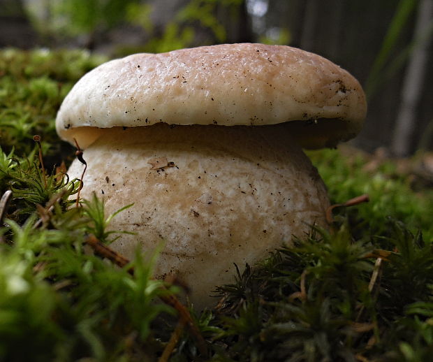 hríb smrekový Boletus edulis Bull.