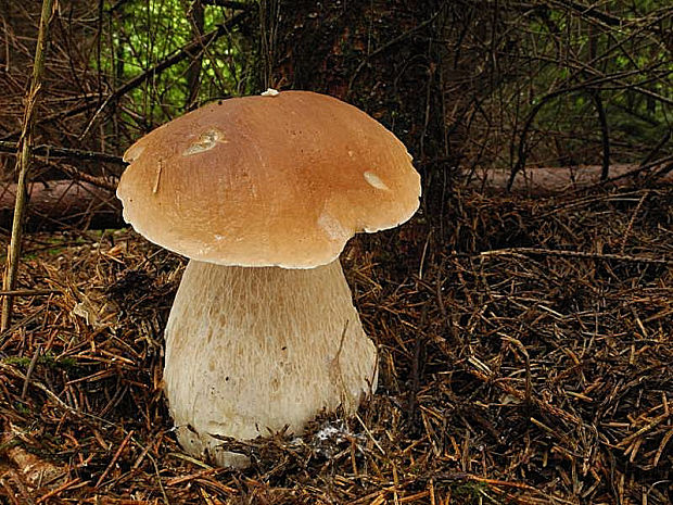 hríb smrekový Boletus edulis Bull.